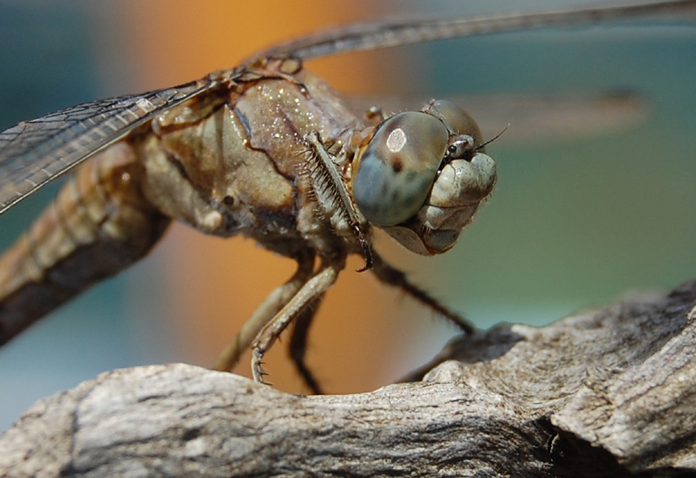 Libelle -gerettet ...