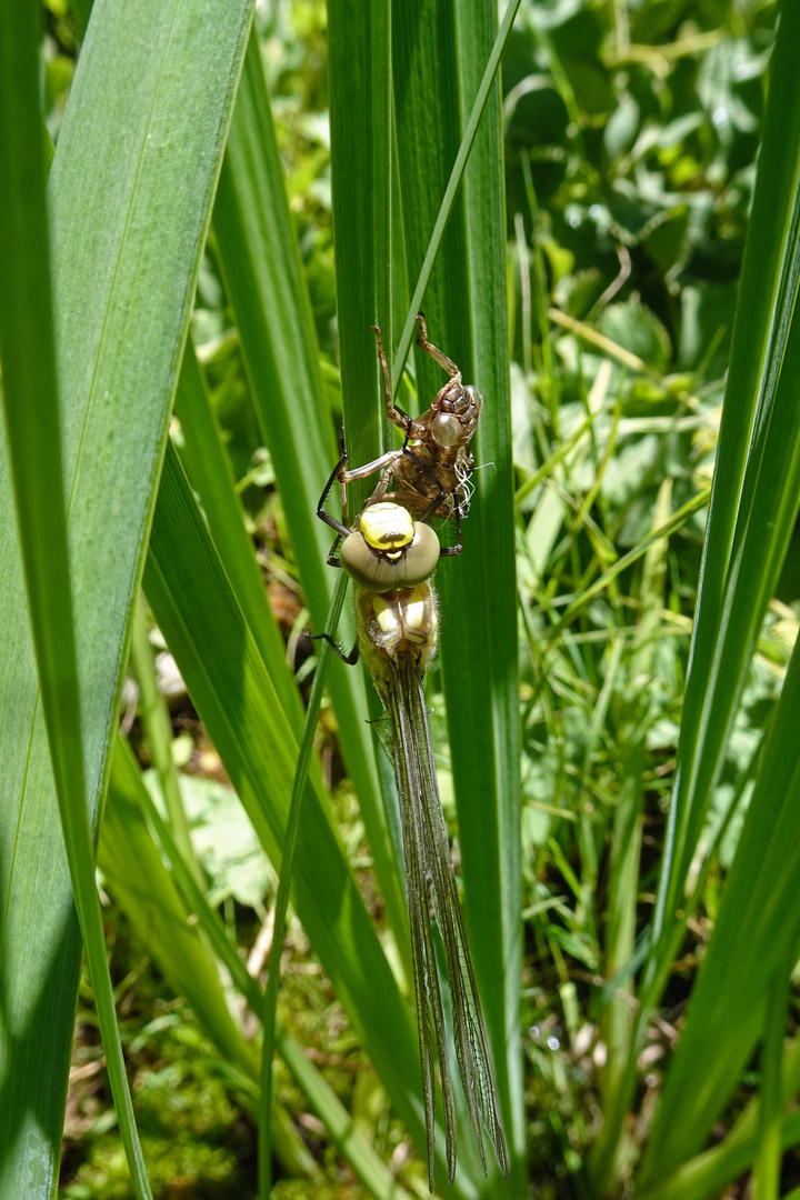 Libelle geschlüpft