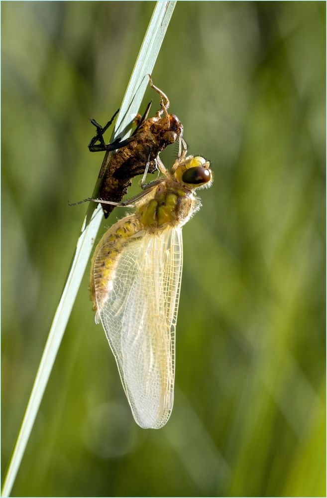 Libelle geschlüpft