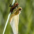 Libelle geschlüpft