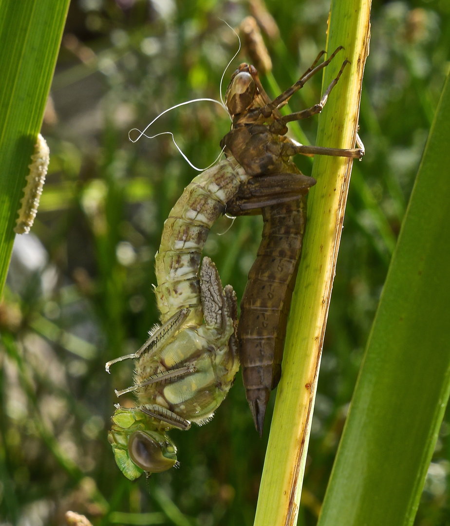 Libelle geschlüpft