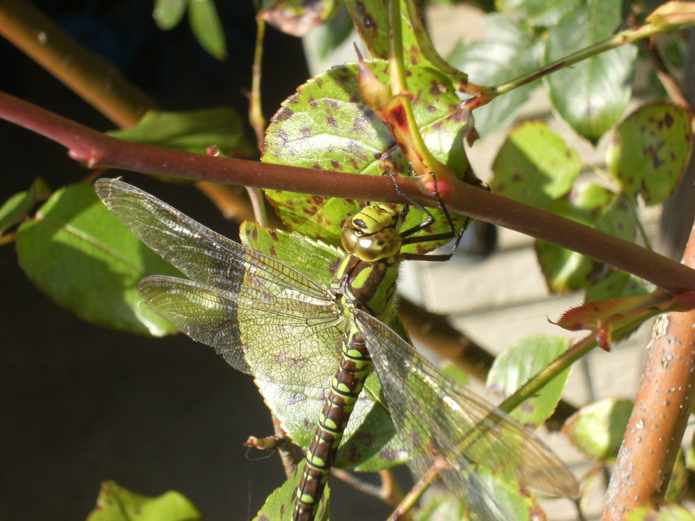 Libelle Gesicht