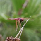 Libelle gönnt sich eine Ruhepause 