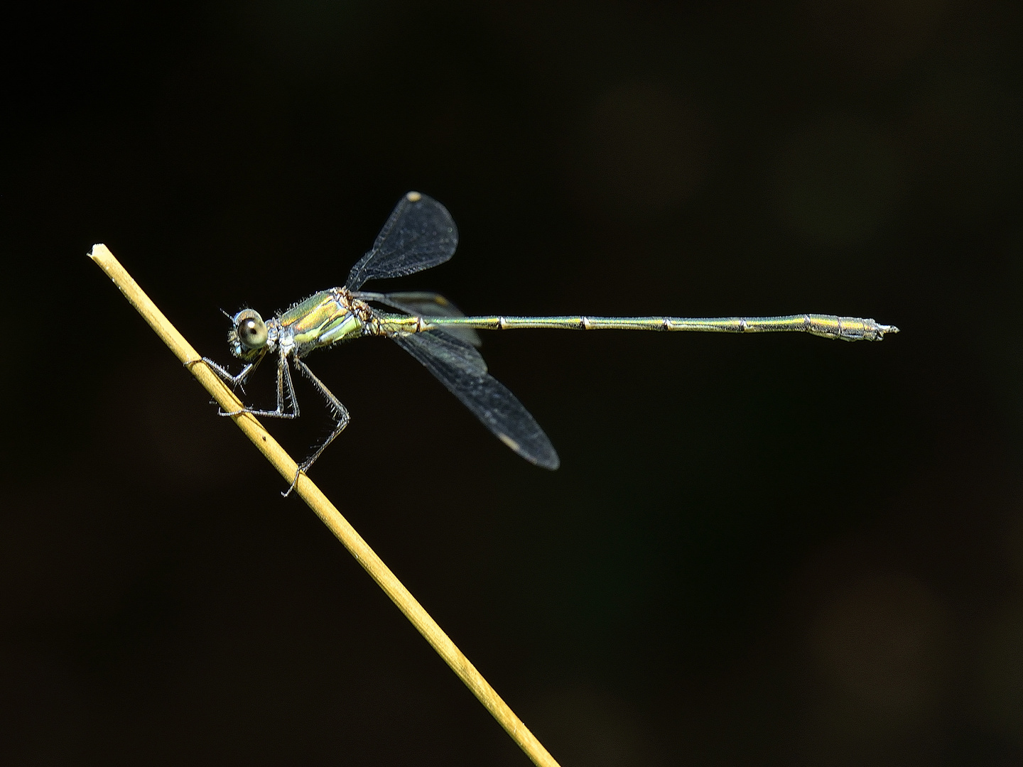 Libelle golden im Endsommerlicht...