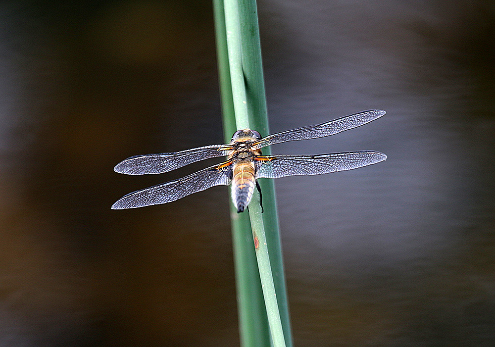 Libelle - Großer Blaupfeil