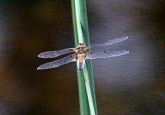 Libelle - Großer Blaupfeil