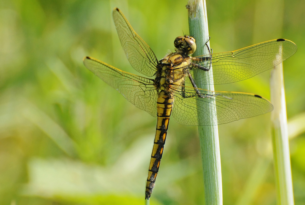 Libelle Großer Blaupfeil