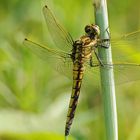 Libelle Großer Blaupfeil