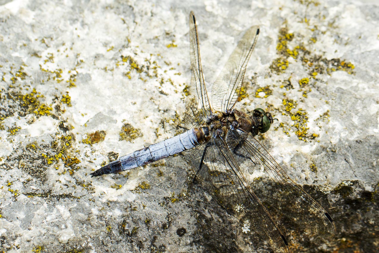 Libelle - Großer Blaupfeil .