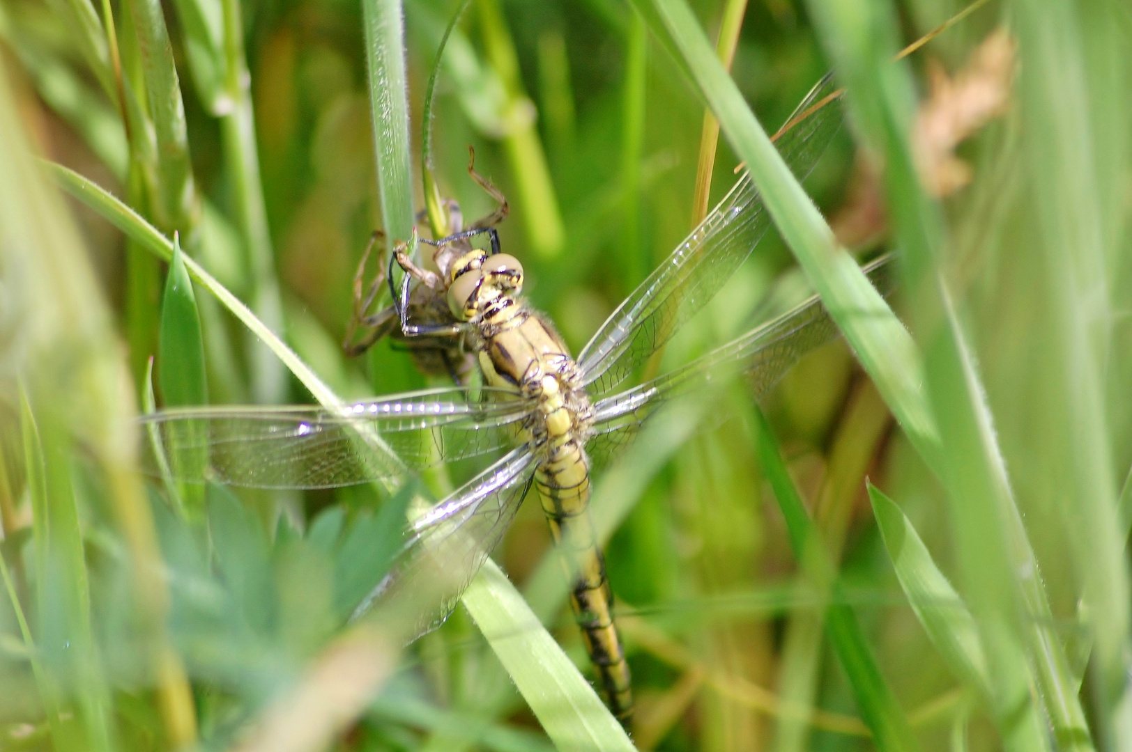 Libelle großer Blaupfeil