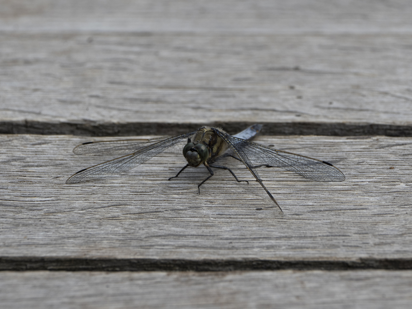 Libelle - Großer Blaupfeil