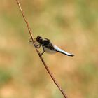 Libelle - Großer Blaupfeil ( Orthetrum cancellatum)