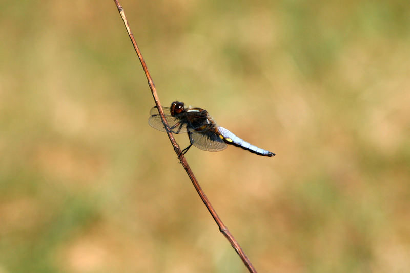 Libelle - Großer Blaupfeil ( Orthetrum cancellatum)