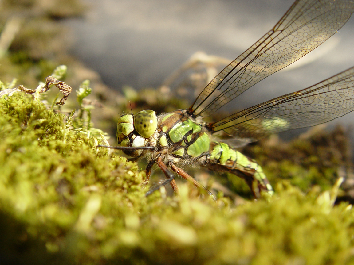 Libelle grün groß