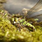 Libelle grün groß