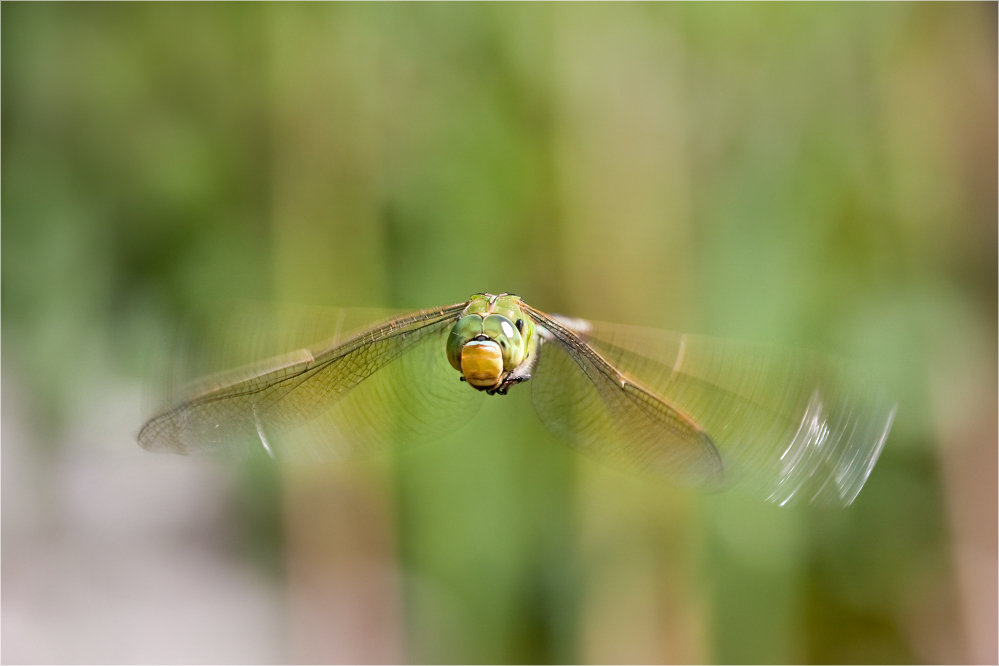 Libelle - grün - mittig - extragroß