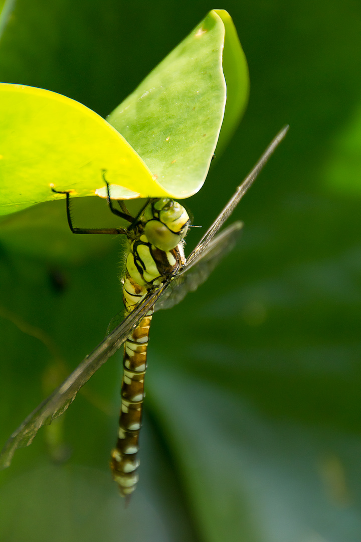 Libelle hängt mal ab / Dragonfly is hanging out