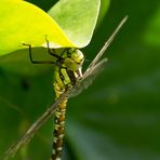 Libelle hängt mal ab / Dragonfly is hanging out