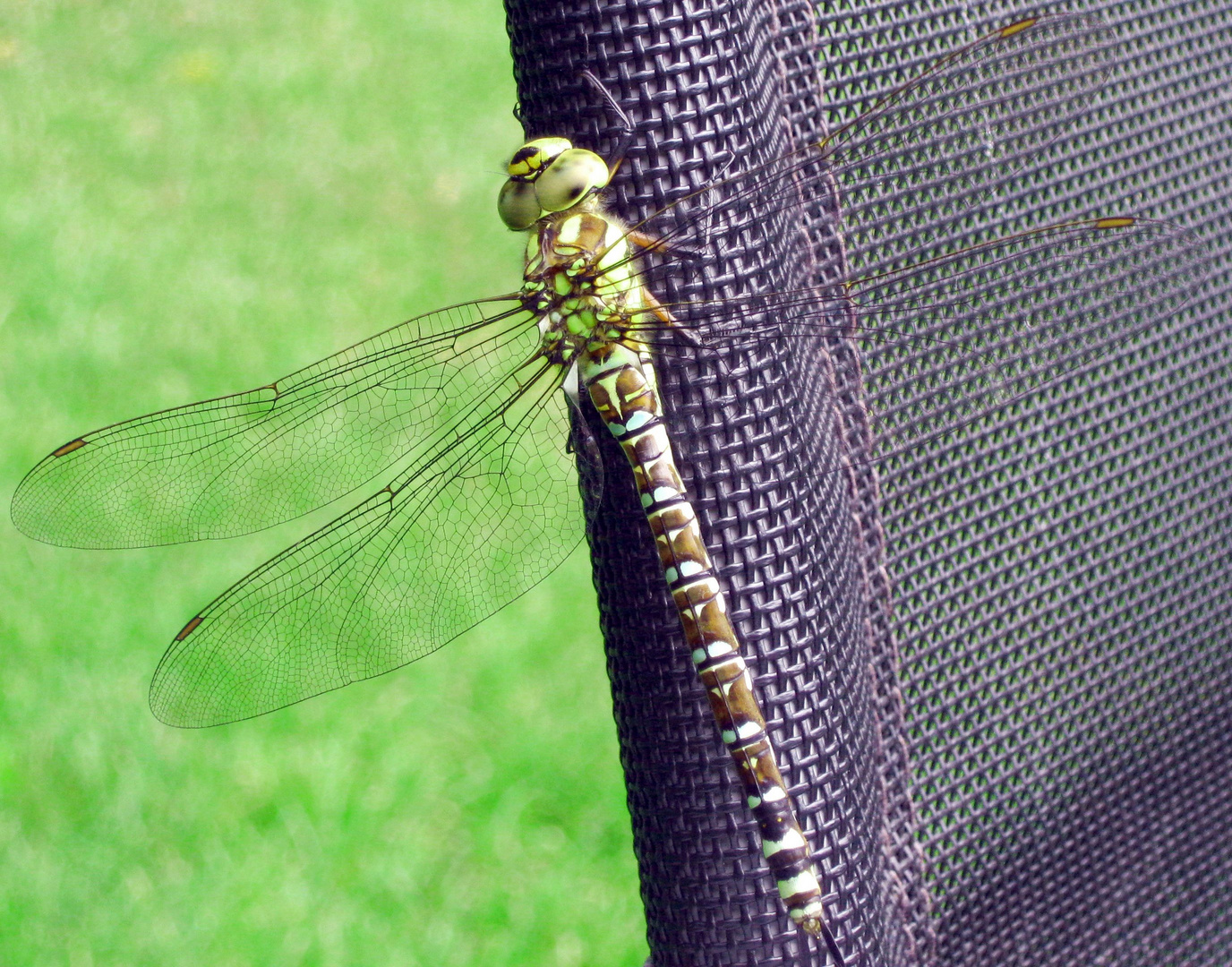 Libelle hat Gartenstuhl besetzt