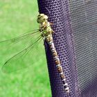 Libelle hat Gartenstuhl besetzt