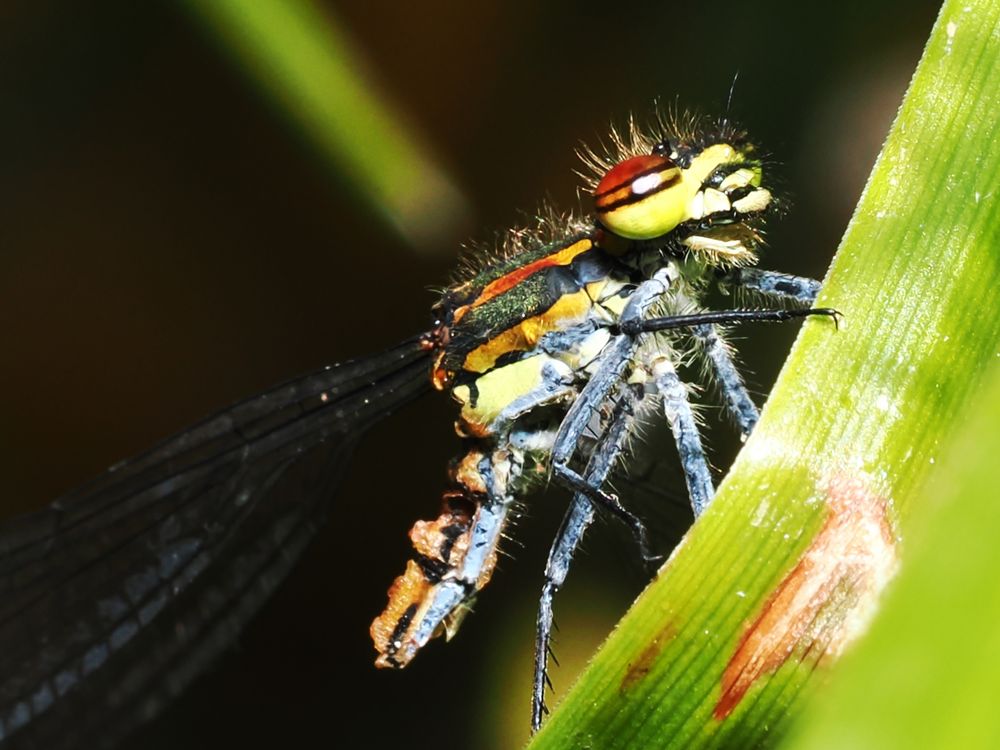 Libelle hat ihr Hinterteil verloren