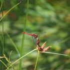 Libelle - Heidelibellemännchen (aufgenommen auf Fehmarn)