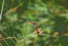 Libelle - Heidelibellemännchen (aufgenommen auf Fehmarn)