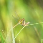 Libelle - Heidelibelleweibchen (aufgenommen auf Fehmarn)