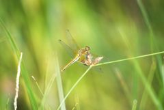 Libelle - Heidelibelleweibchen (aufgenommen auf Fehmarn)