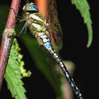 Libelle - Herbst Mosaikjungfer