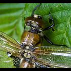 Libelle - heute früh geschlüpft