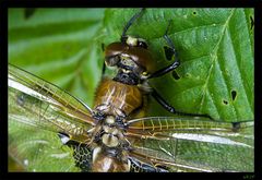 Insekten