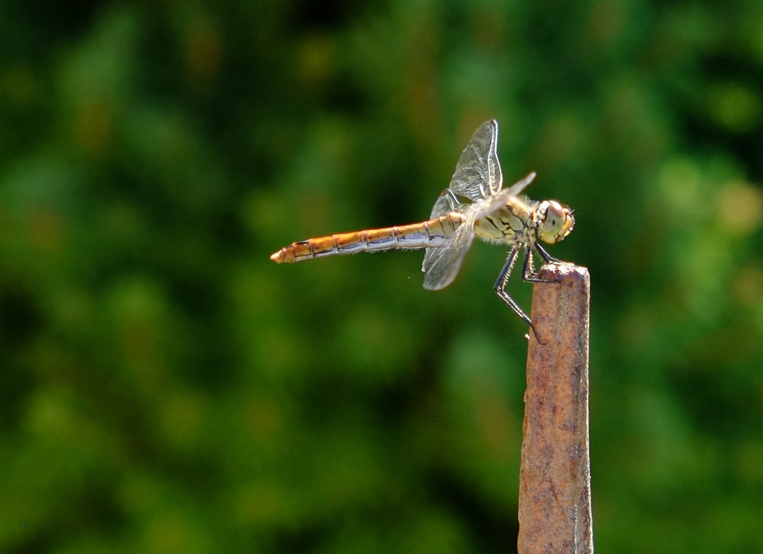 Libelle hielt still fürs Shooting