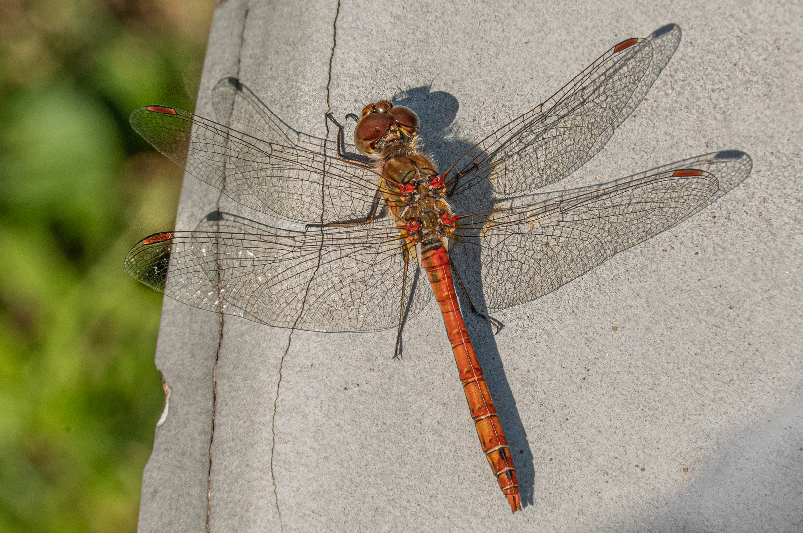 Libelle (hier Besonderheit mit 8 Flügeln?)