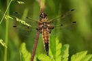 Libelle - Hubschrauber von Fotoauge 