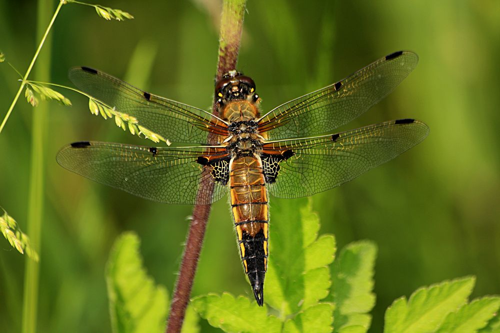 Libelle - Hubschrauber