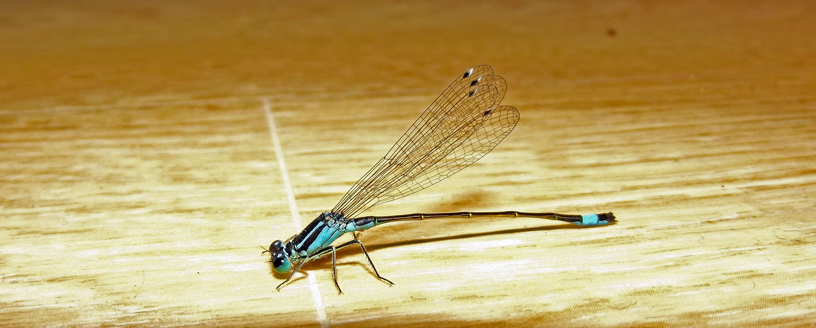 Libelle Hufeisen-Azurjungfer