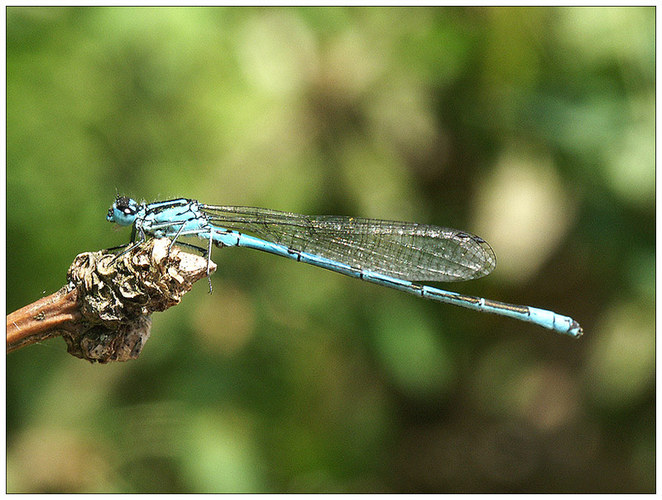 Libelle Hufeisenazurjungfer - Männchen (Coenagrion puella)