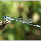 Libelle Hufeisenazurjungfer - Männchen (Coenagrion puella)