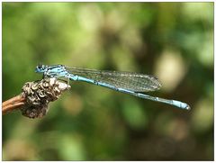 Libelle Hufeisenazurjungfer - Männchen (Coenagrion puella)