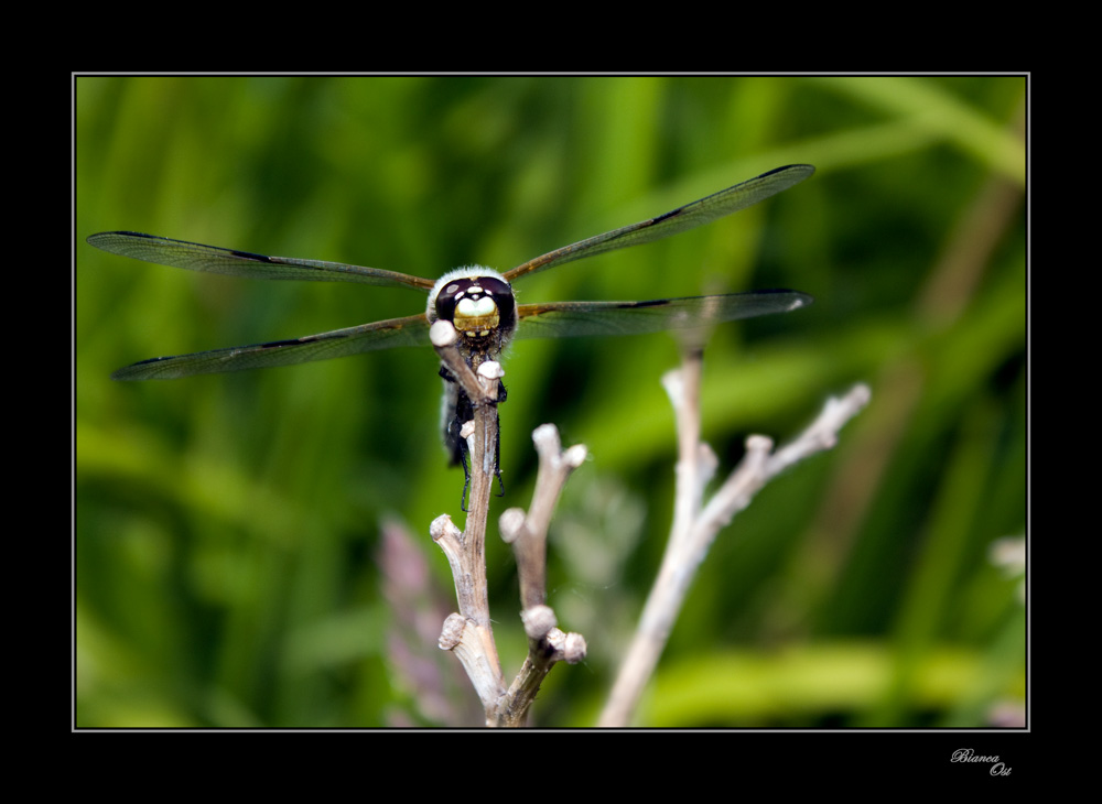 Libelle I