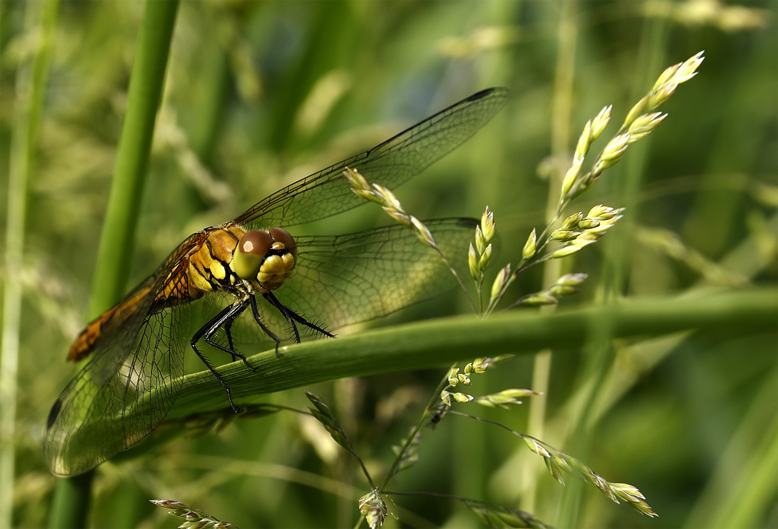 Libelle I