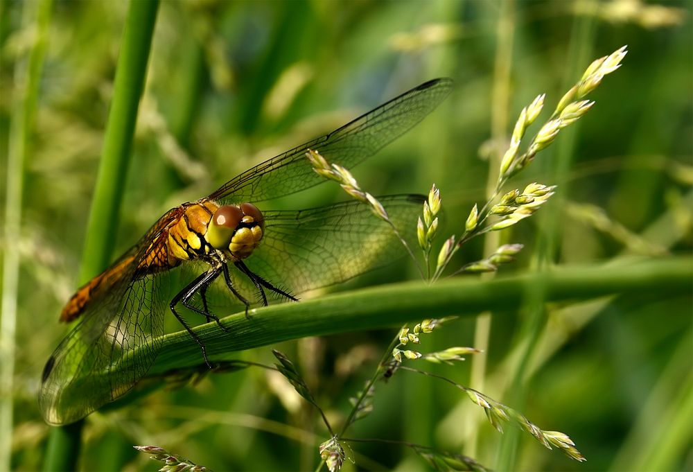 Libelle I