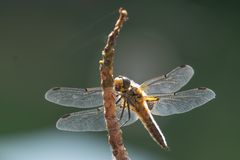 LIBELLE I