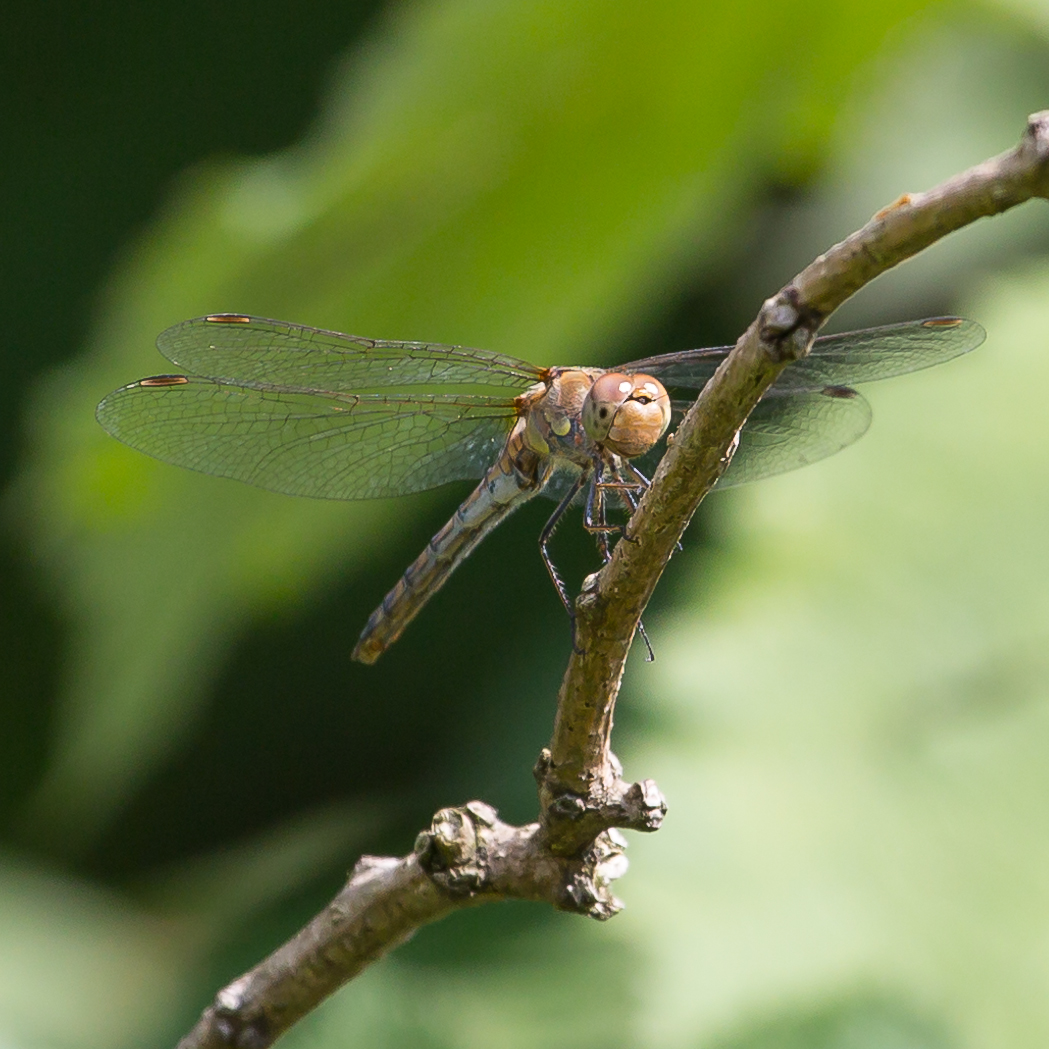 Libelle I