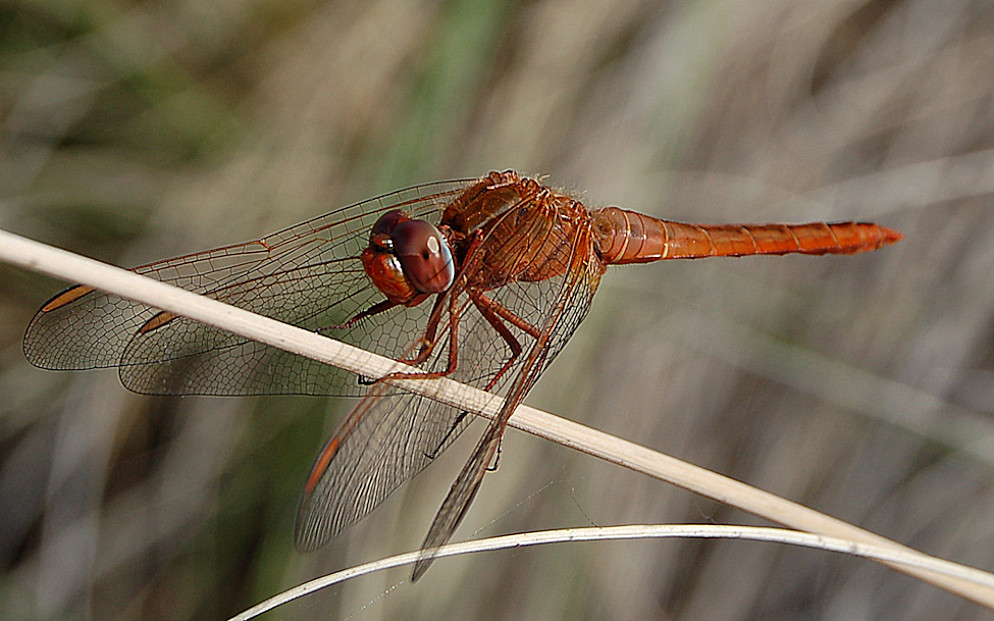 Libelle I