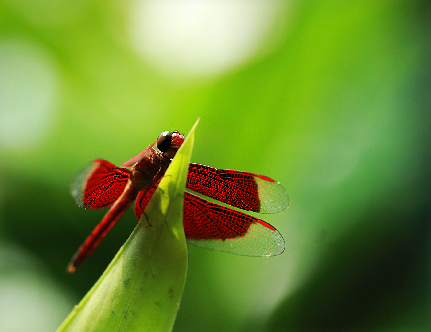 Libelle I