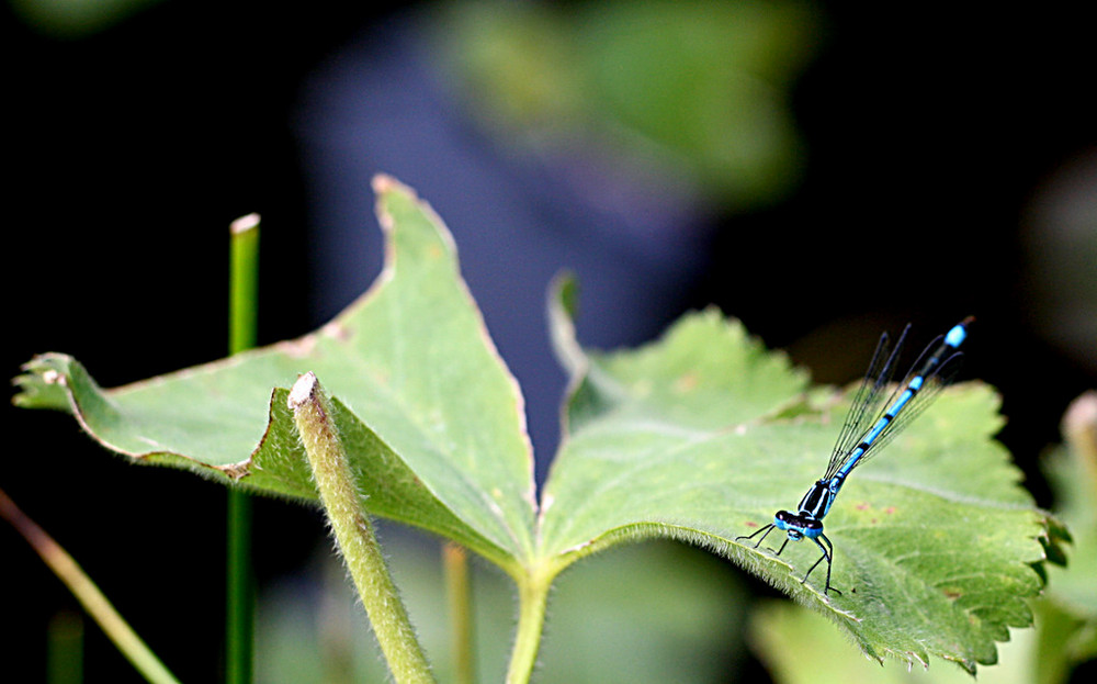 Libelle I