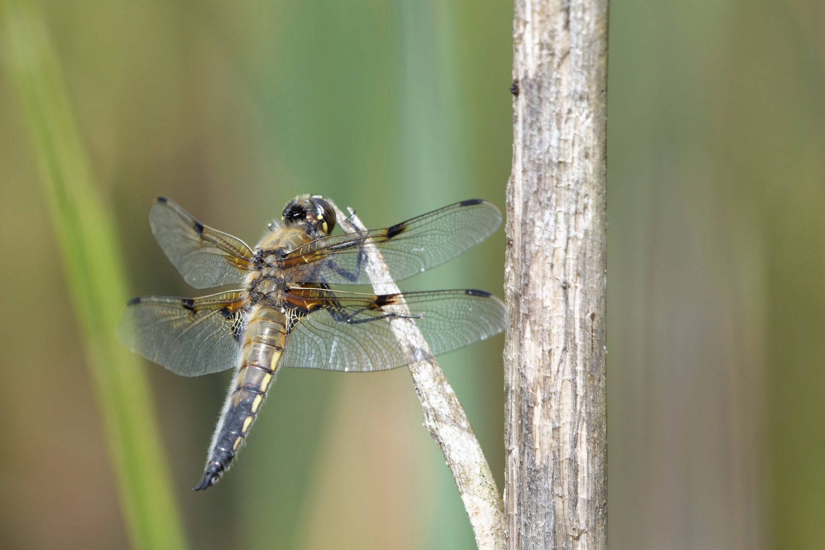 Libelle II