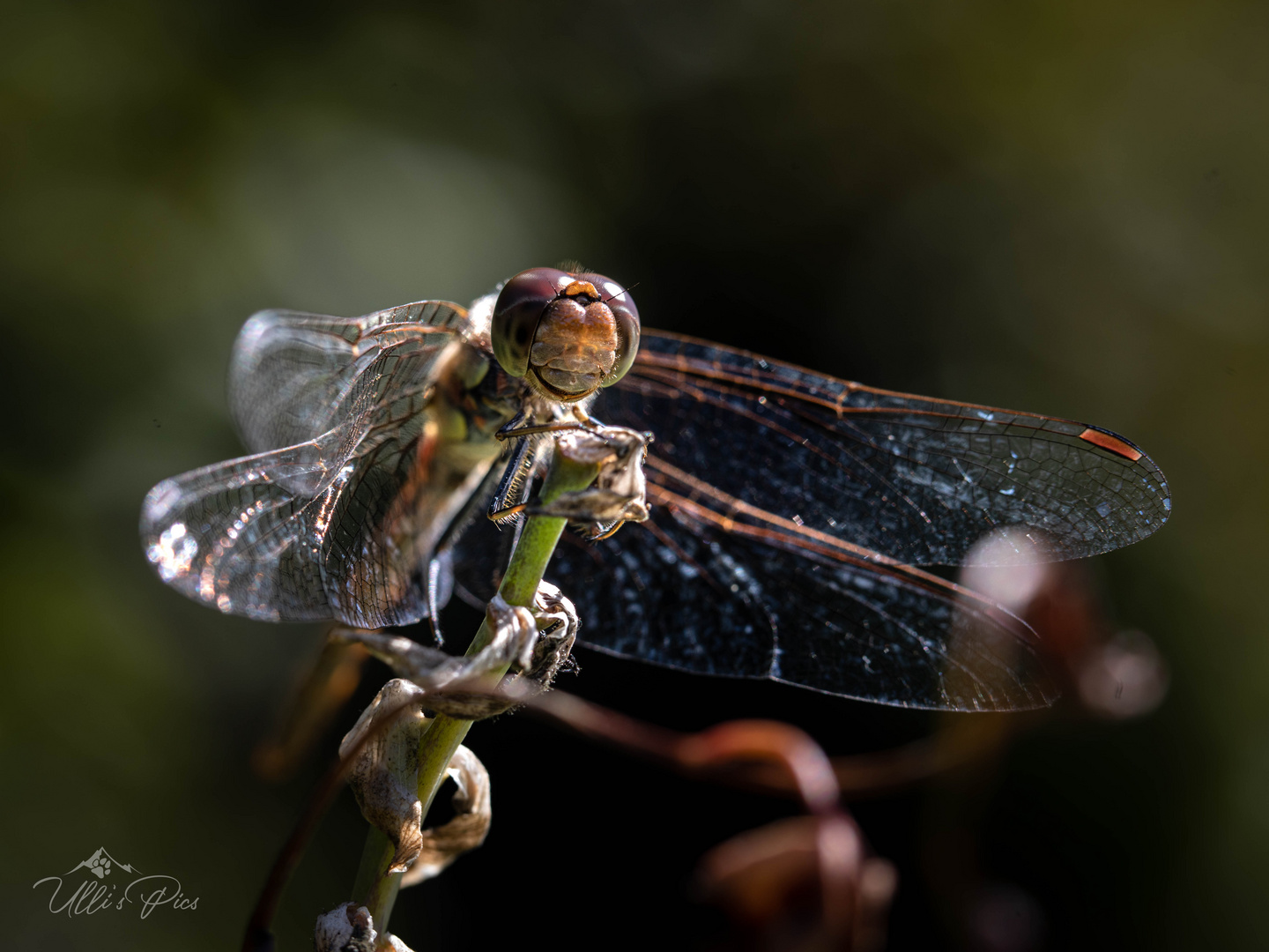 Libelle II